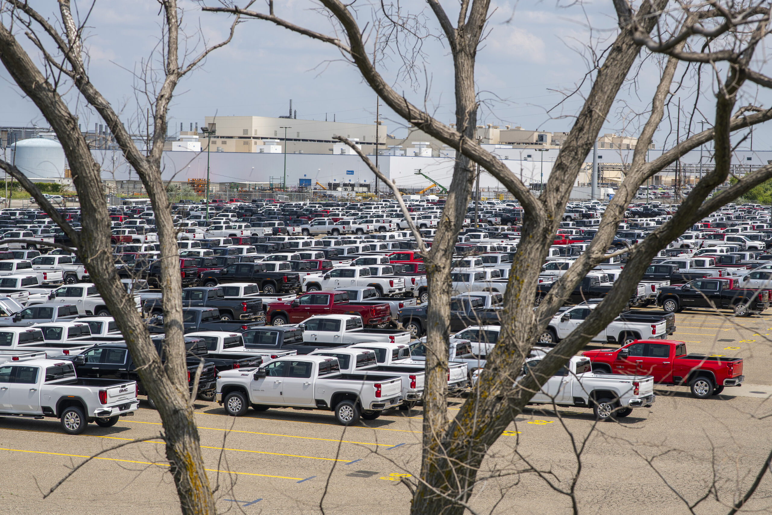 Foreground of a tree, background of parking lot with many pickup trucks